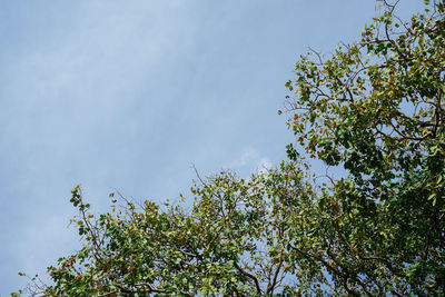 Low angle view of tree against clear sky