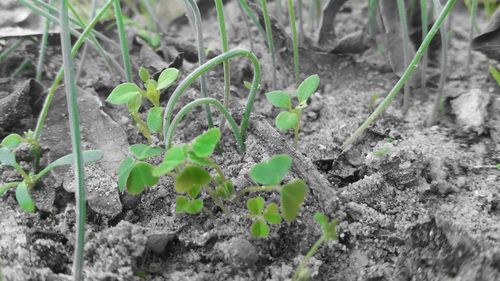 Close-up of plants growing outdoors