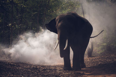 Elephant standing by smoke in forest