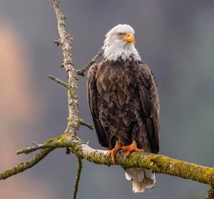 Low angle view of eagle perching on branch