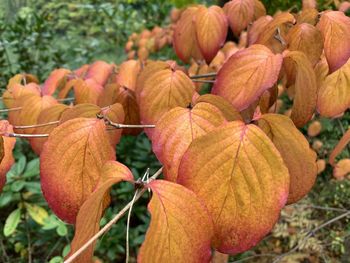 Close-up of orange fruit on plant during autumn