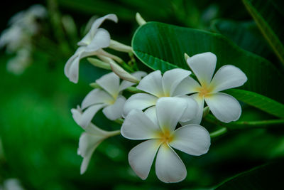 Close-up of white flowering plant