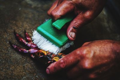 Cropped hands of woman cleaning crab