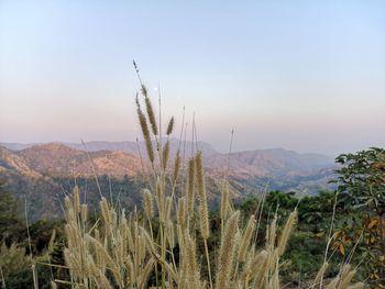 Scenic view of field against clear sky