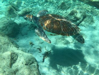 View of turtle swimming in sea