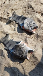 High angle view of dead fish on sand