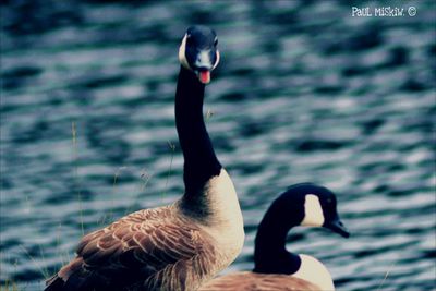 Close-up of swan on lake