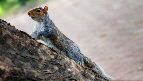 Close-up of squirrel