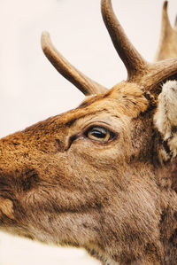 Close-up of deer