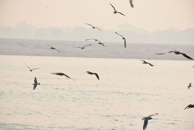 Flock of seagulls on beach