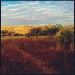 Scenic view of field against sky