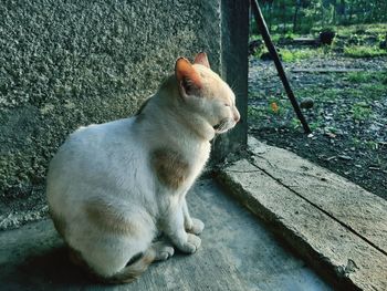 View of a cat looking away