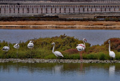 Flock of birds in lake