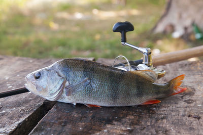 Close-up of fish on wood