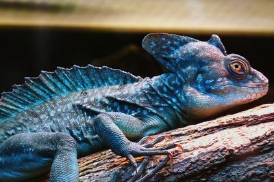 Close-up of lizard