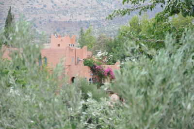 Plants growing on field by building