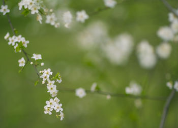 Close-up of white cherry blossom plant