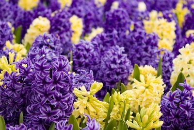 Close-up of purple flowers blooming outdoors