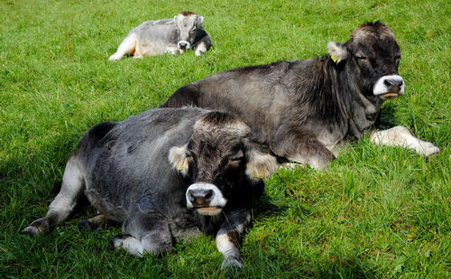 Sheep in a field