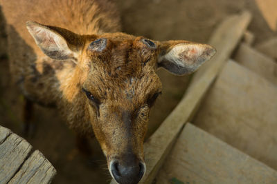 The deers in ranca upas, bandung