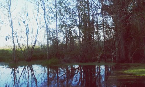 Reflection of trees in lake