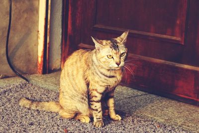 Cat sitting on rug