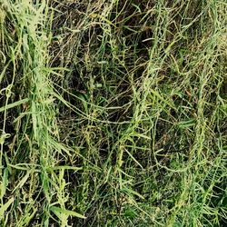 Full frame shot of grass on field