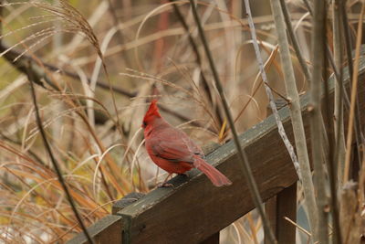 Close-up of bird perching on wood