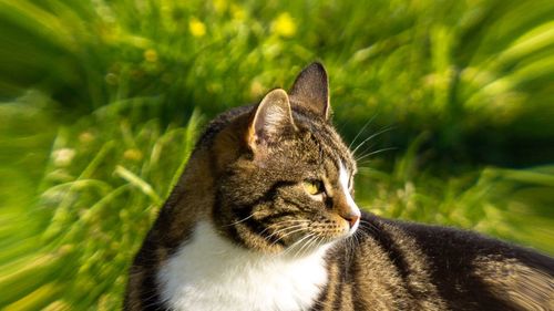 Close-up of a cat looking away