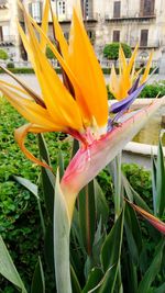 Close-up of day lily blooming outdoors