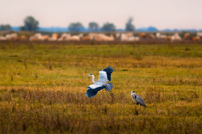 Bird flying over a field