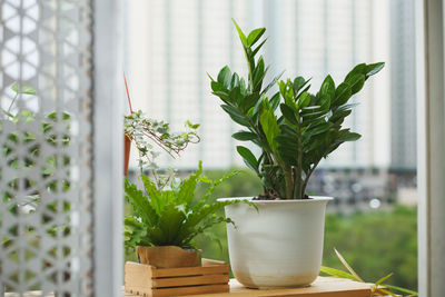 Potted plant on window sill