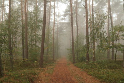 Dirt road amidst trees in forest
