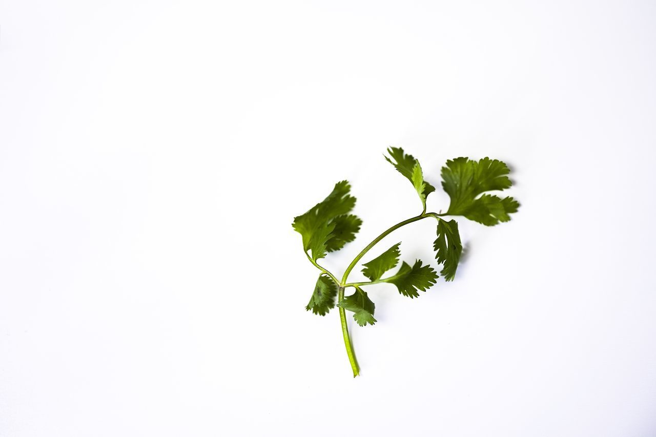 CLOSE-UP OF GREEN LEAVES AGAINST WHITE BACKGROUND