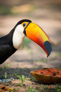 Portrait of toco toucan eating papaya on field