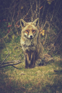 Portrait of fox sitting on land