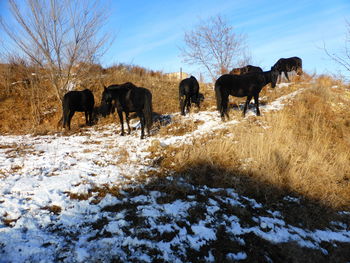 Horses in a field