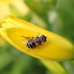 Close-up of insect on yellow flower