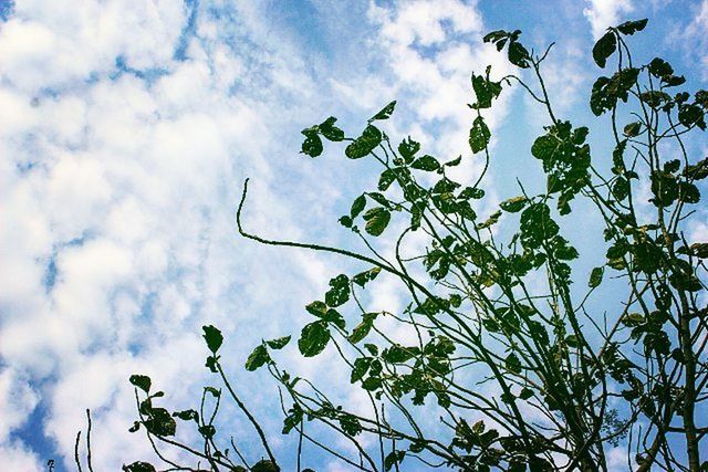 low angle view, sky, growth, cloud - sky, leaf, nature, beauty in nature, plant, cloud, cloudy, freshness, tree, tranquility, flower, green color, blue, day, outdoors, no people, fragility