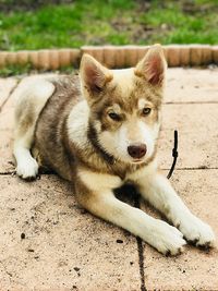 Portrait of dog lying down