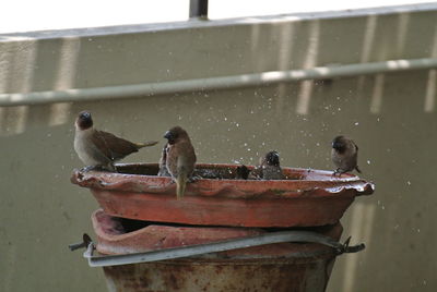 Close-up of birds perching on metal