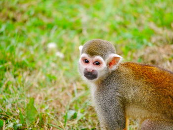 Close-up of monkey on grass