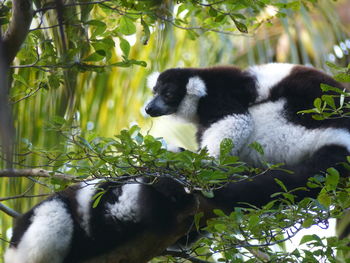 View of two lemurs on tree