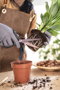 Close up of female gardener hands pruning roots of spathiphyllum