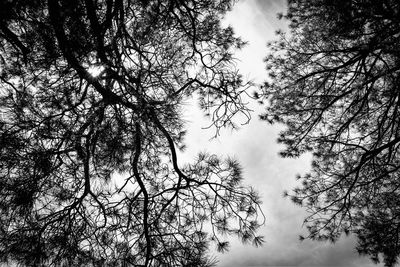 Low angle view of trees against sky