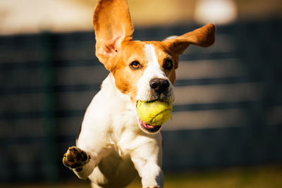 Beagle dog runs in garden towards the camera with colorful toy. sunny day dog fetching a toy.