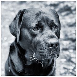 Close-up portrait of dog