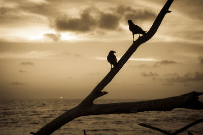 Silhouette of tree against sky during sunset