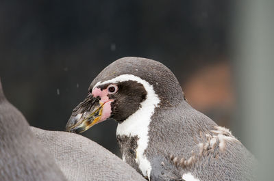 Close-up side view of a bird