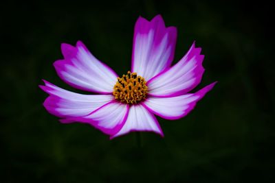 Close-up of pink cosmos flower against black background